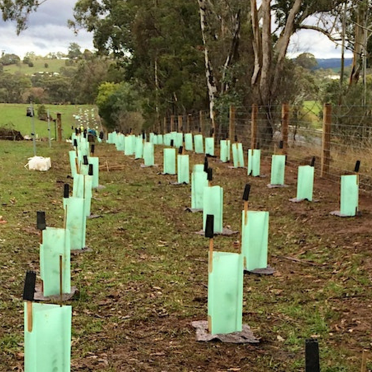 6,000 Trees Planned to be planted in 2024