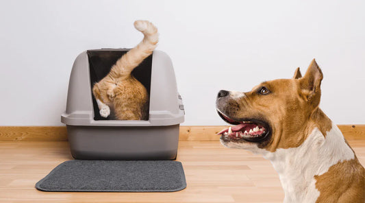 Why do my cat and dog keep eating cat litter?