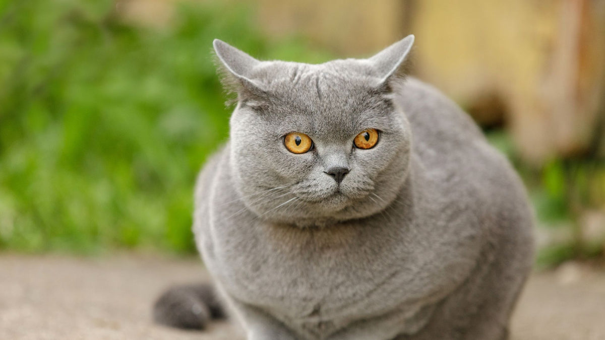 British Shorthair cat with a plush blue-grey coat