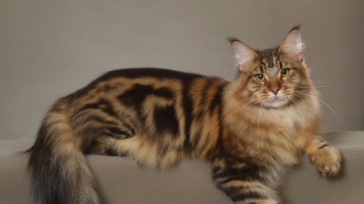 Large Maine Coon cat with a fluffy mane