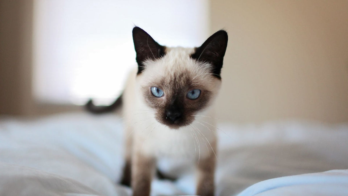 Elegant Siamese cat with blue eyes and pointed colouring