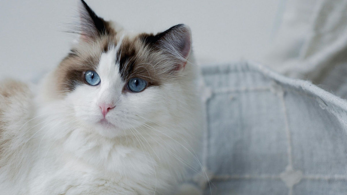 Fluffy Ragdoll cat with blue eyes
