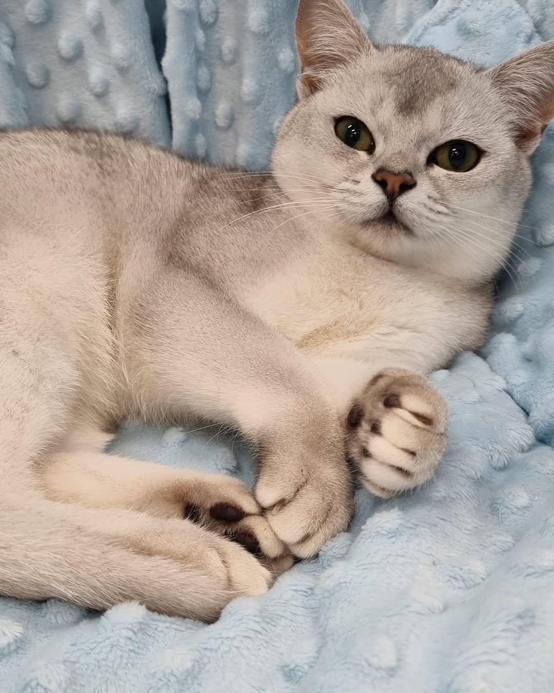 Silver shaded Burmilla cat (Bohempress)