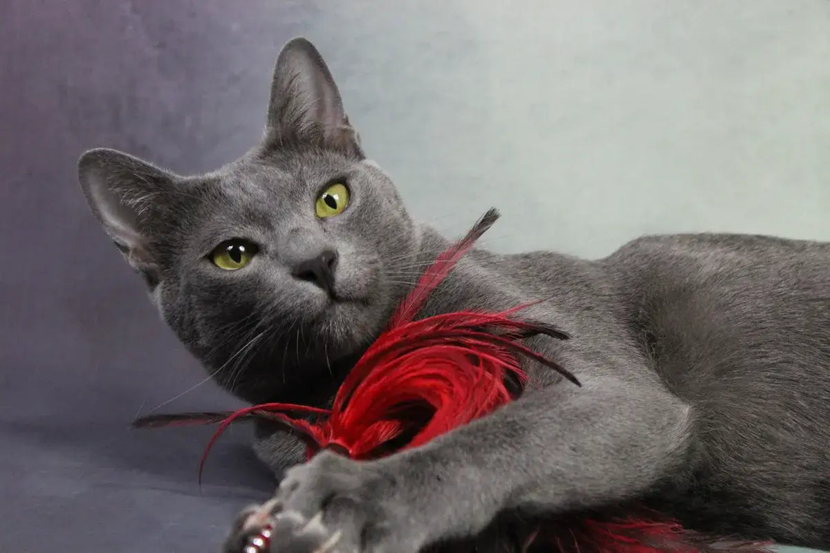 Korat cat with a silver-blue coat