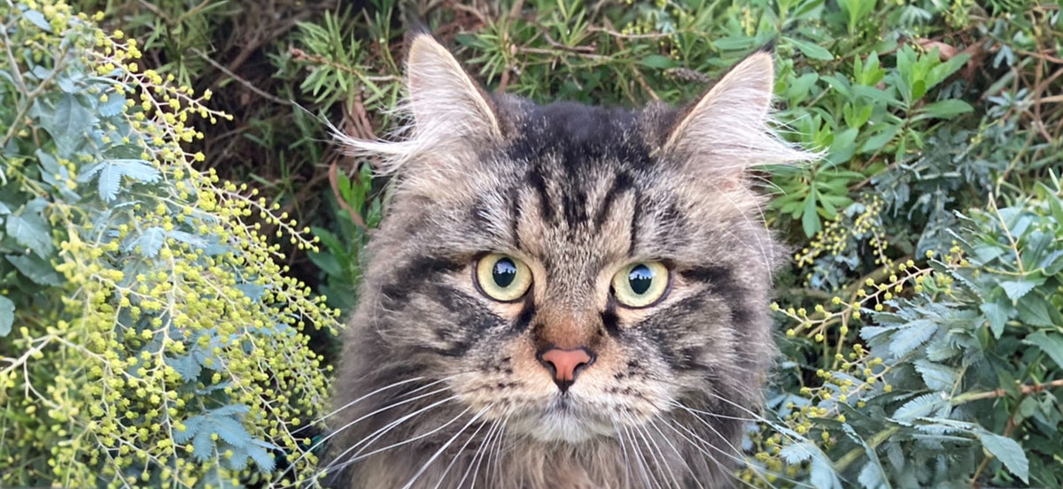Siberian cat with a thick tabby coat