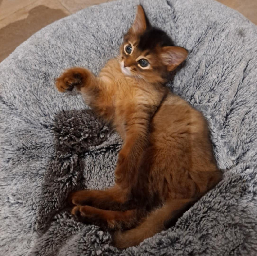 Somali cat with a ticked ruddy coat