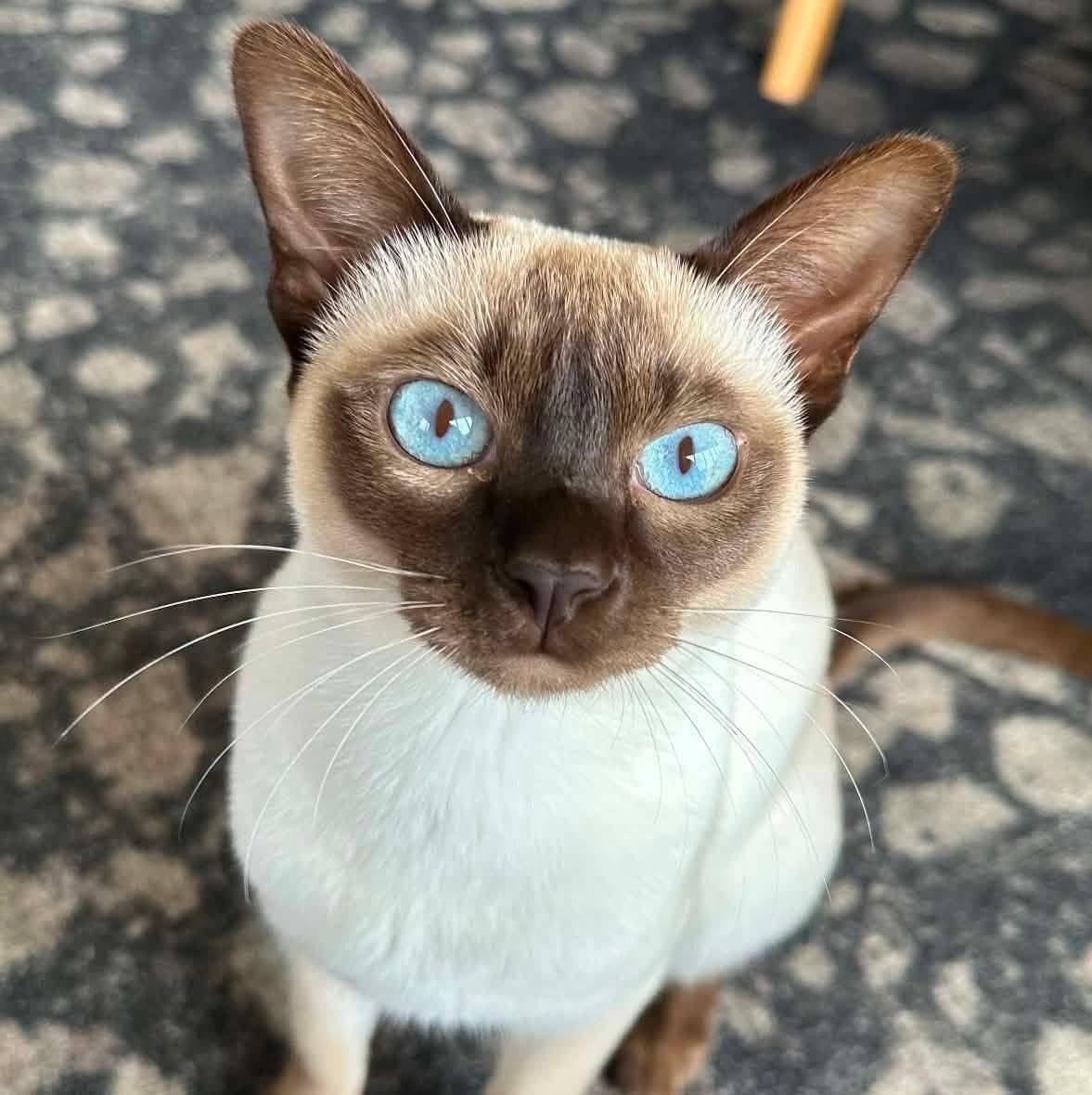 Chocolate Tonkinese cat with blue eyes (Appleisle Tonkinese)
