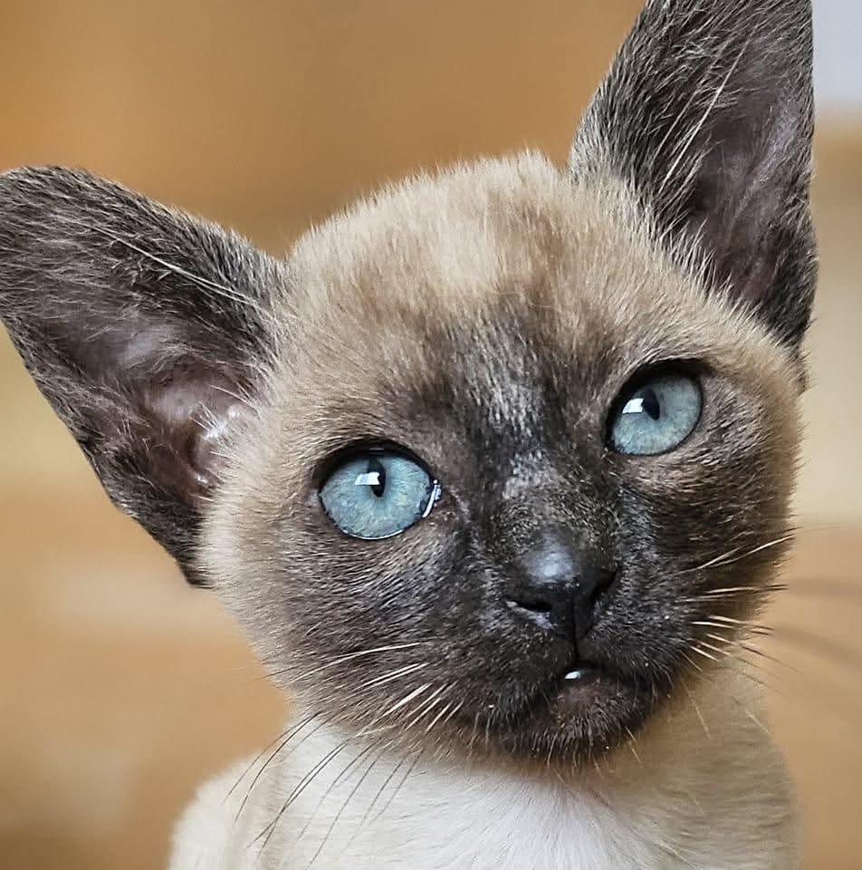 Tonkinese kitten