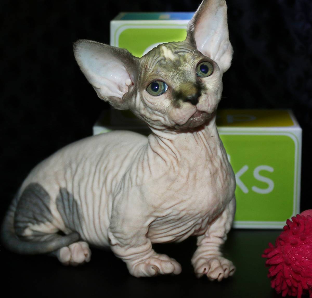 Bambino kitten