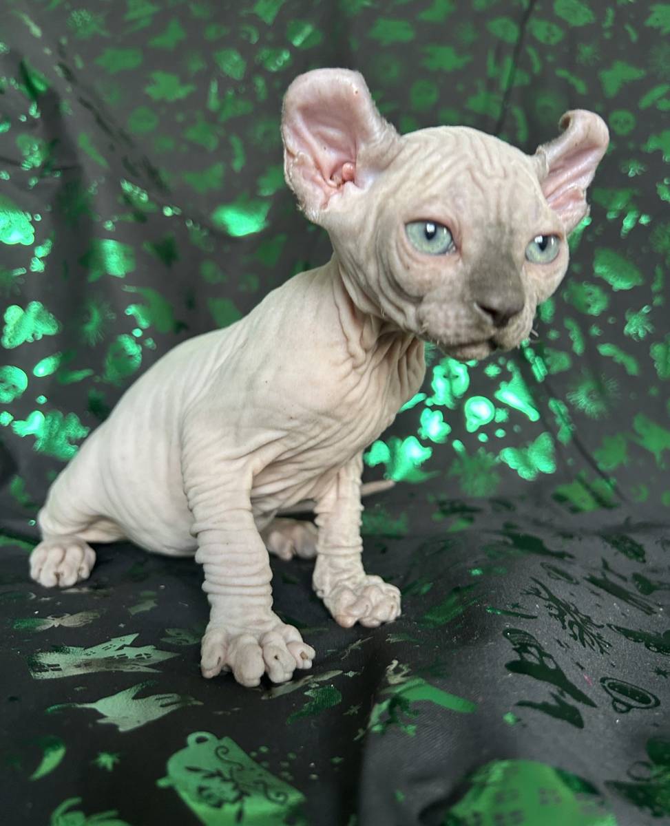 Elf kitten