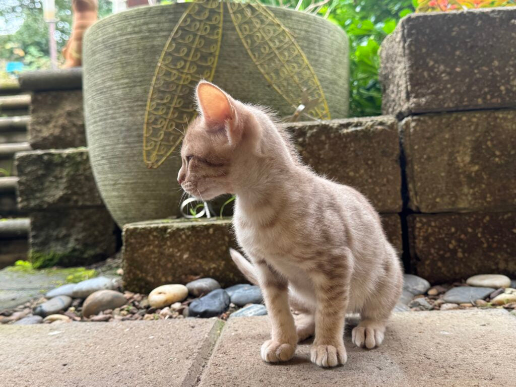 Ocicat kitten