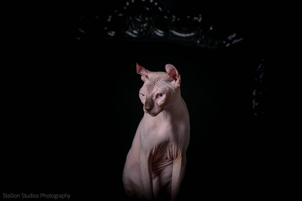 Hairless Elf cat with curled ears (Sir Dobby, Born Bold; photo Stallion Studios Photography)
