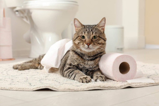 Flushing Cat Litter in Australia