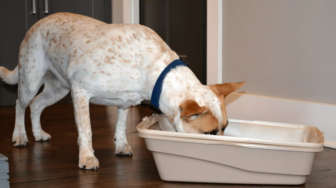Is Litter Toxic to Cats & Dogs?