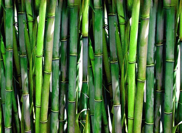 Why bamboo toilet paper is better for the planet