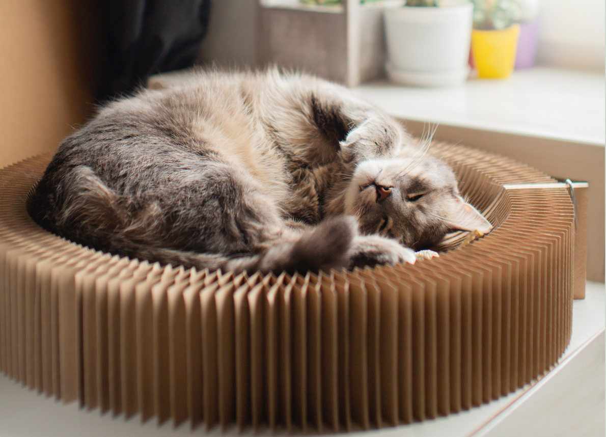 What your cat’s litter says about their health