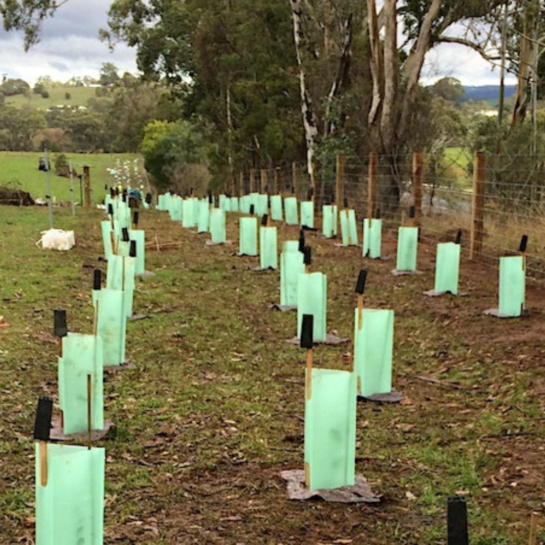 10,000 Trees Planned to be planted in 2024