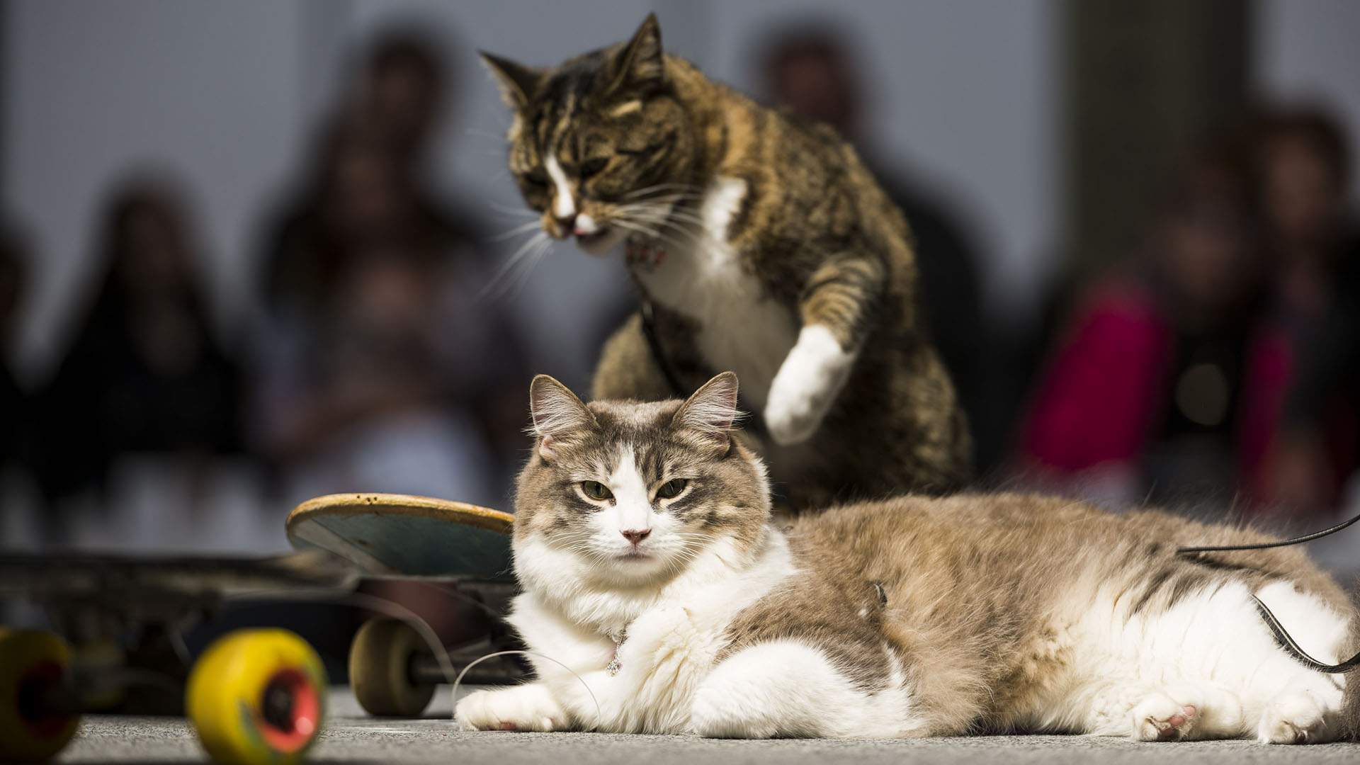 Eco 247 x Cat Lovers Festival 2024