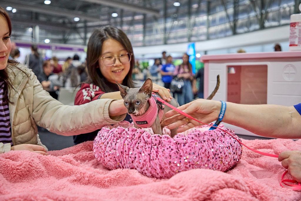 Visitor meeting a hairless cat at the Cat Lovers Festival Sydney