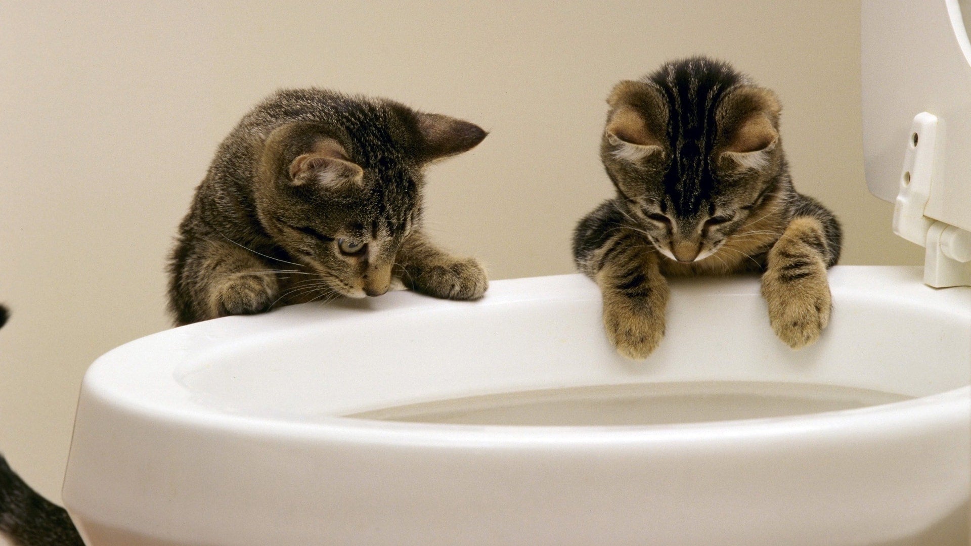 Should you flush cat litter? The truth about flushable cat litter in Australia
