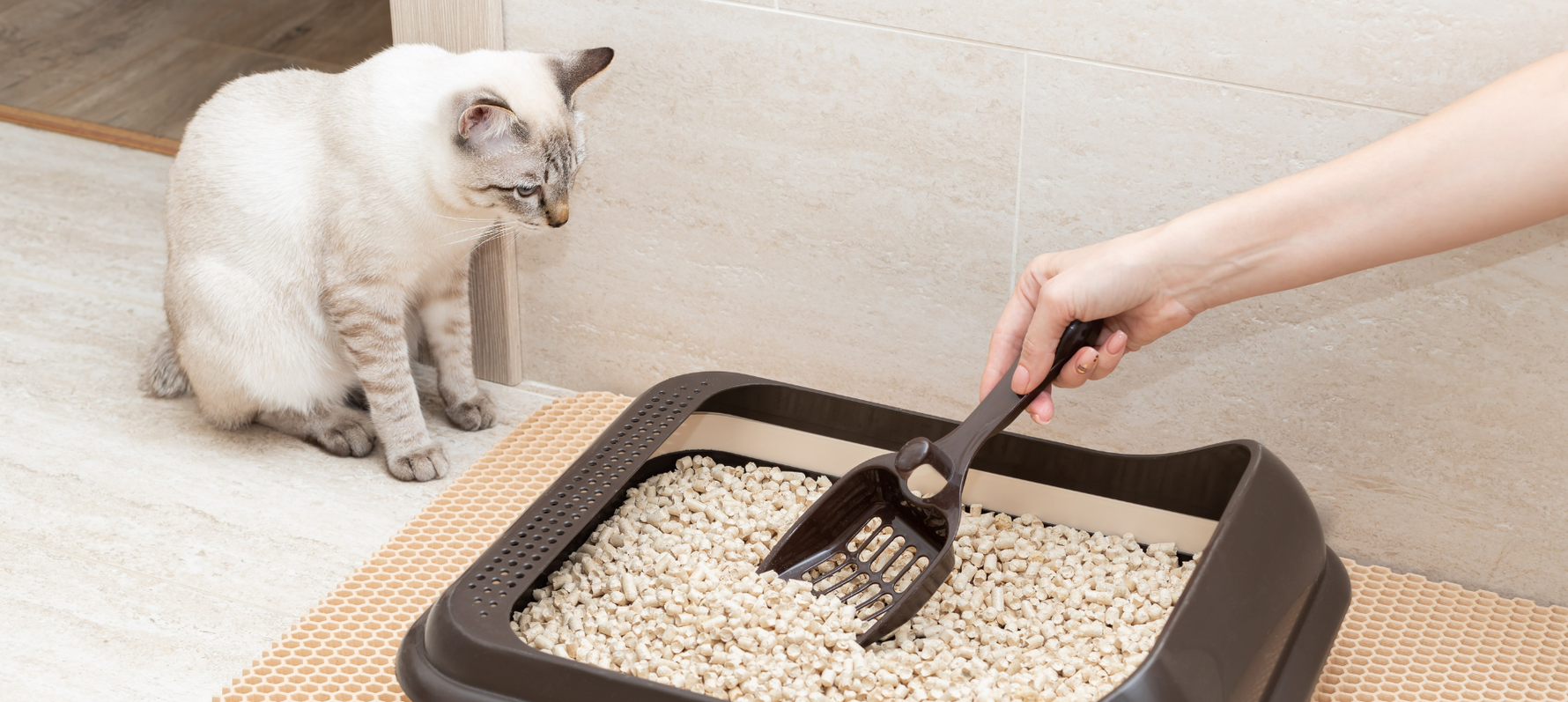 Choosing the right litter box for your cat