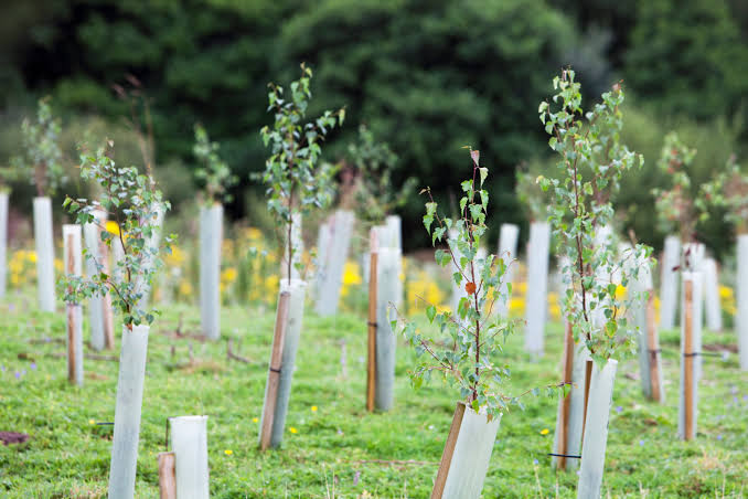 20,000 Trees In The Ground 🌳 Here's How We're Celebrating