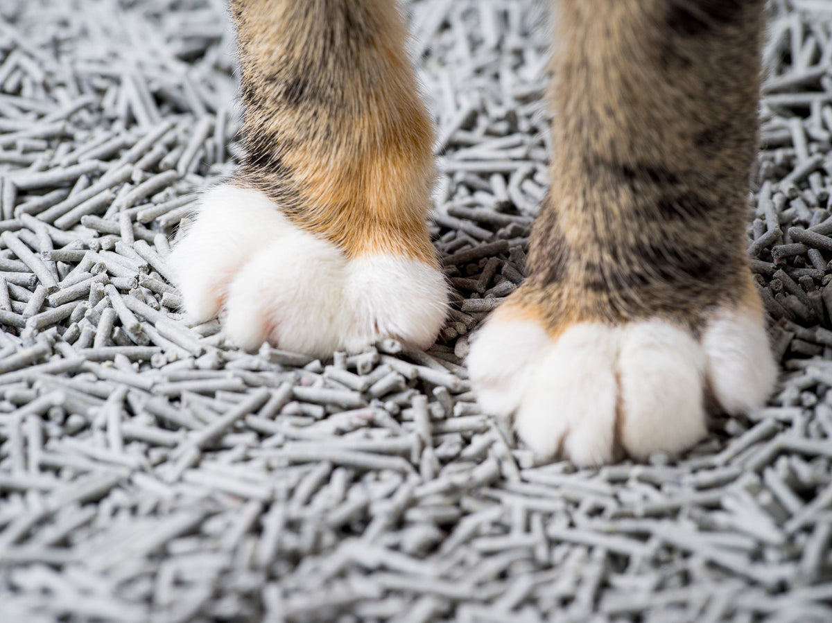 Cat paws on soft plant-based cat litter
