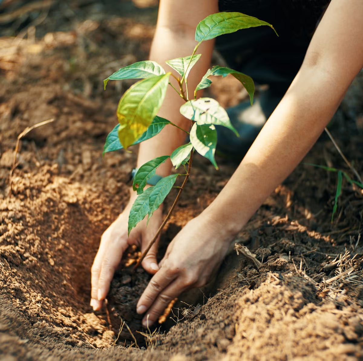 Eco 247 × TreeProject: Join us in planting 6,000 trees for a greener future