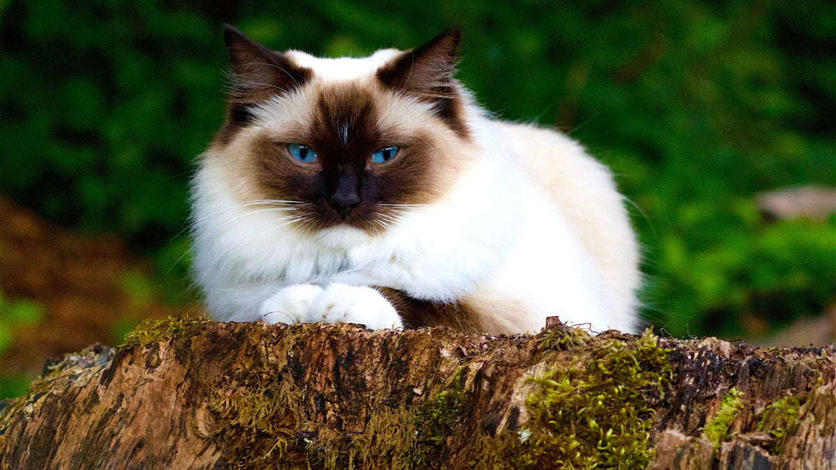 Birman cat with blue eyes and white paws