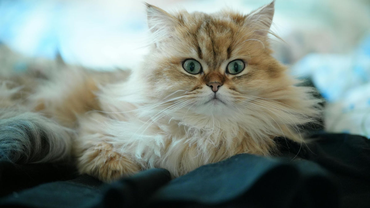 Persian cat with a long, luxurious coat
