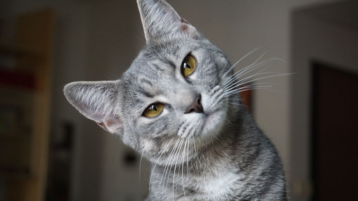 Australian Mist cat with a spotted, misty coat