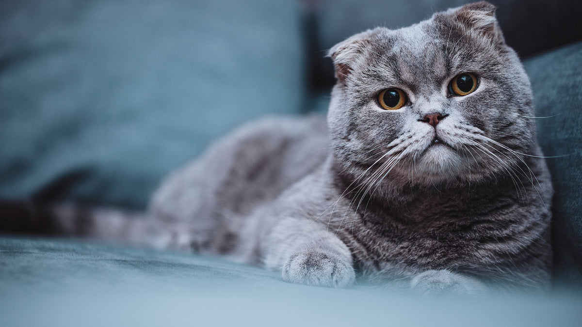 Scottish Fold cat with folded ears and round eyes