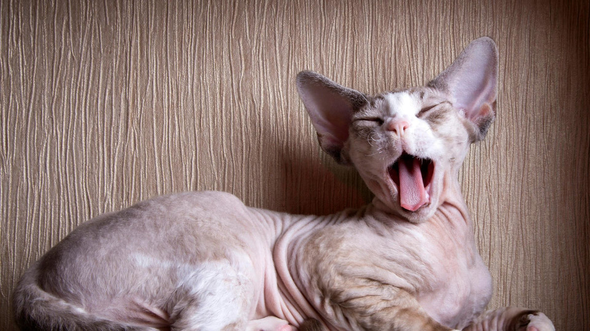 Hairless Sphynx cat with large ears