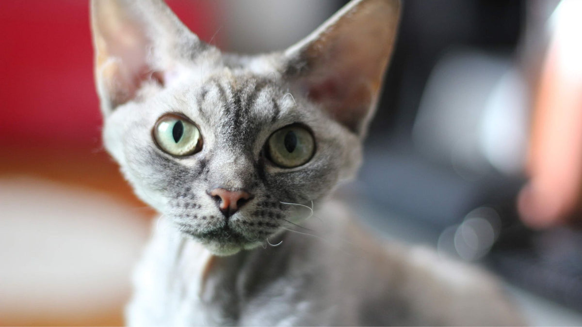 Devon Rex cat with large ears and a curly coat