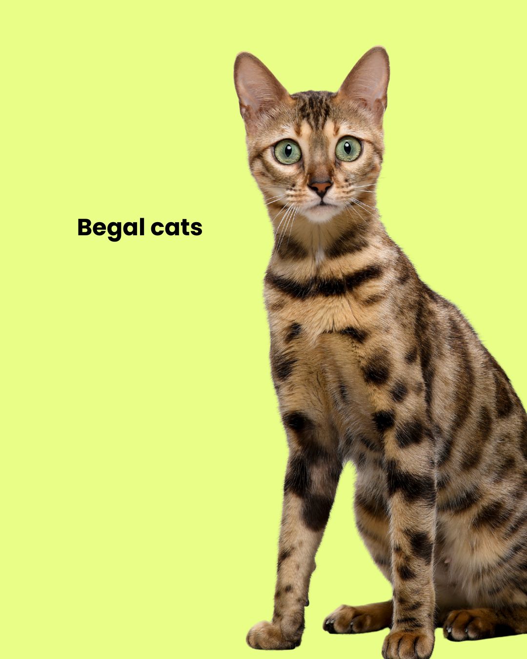 Bengal cat with a spotted, leopard-like coat