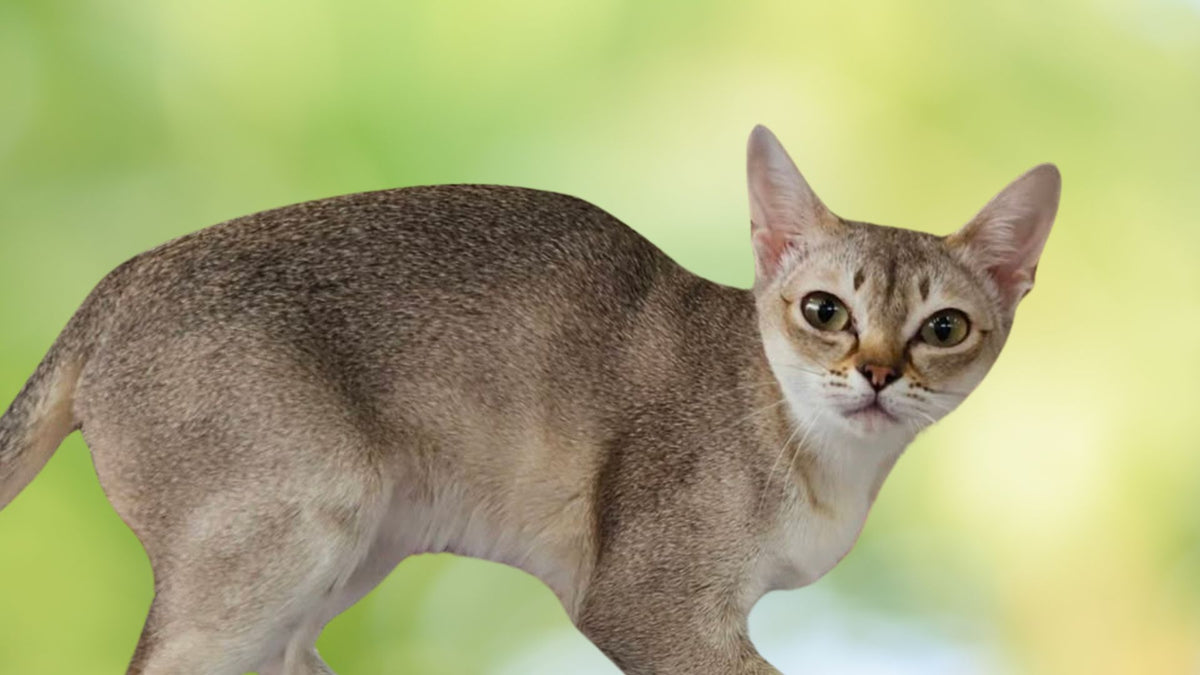 Small Singapura cat with large expressive eyes