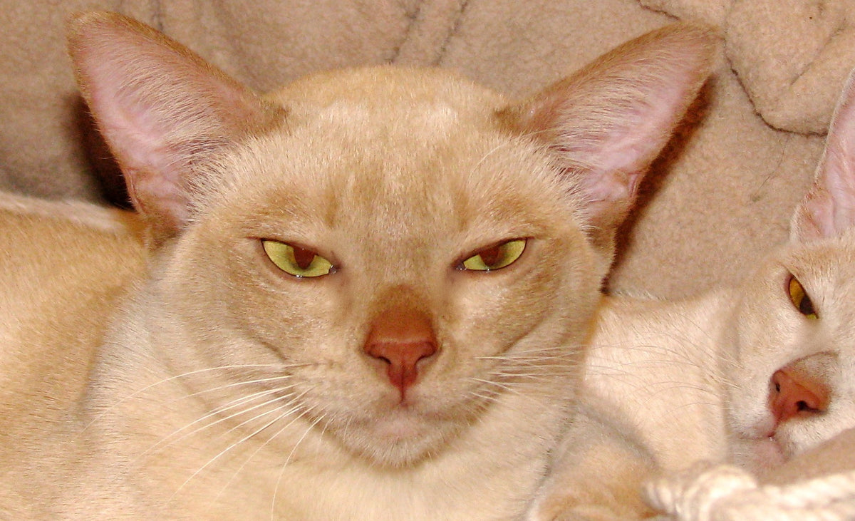 Cream Burmese cat with golden eyes