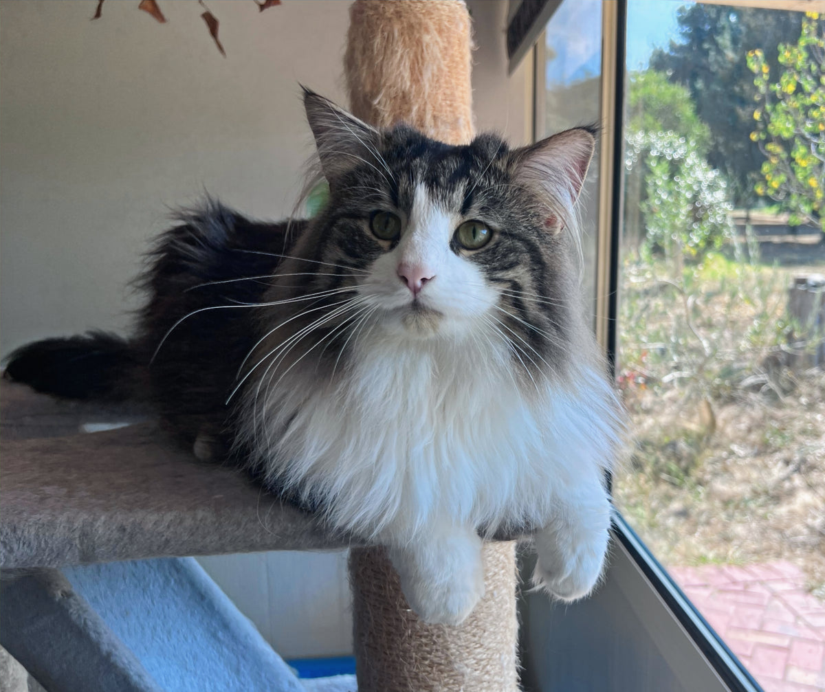 Norwegian Forest Cat with a long tabby and white coat