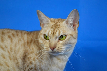 Spotted Ocicat