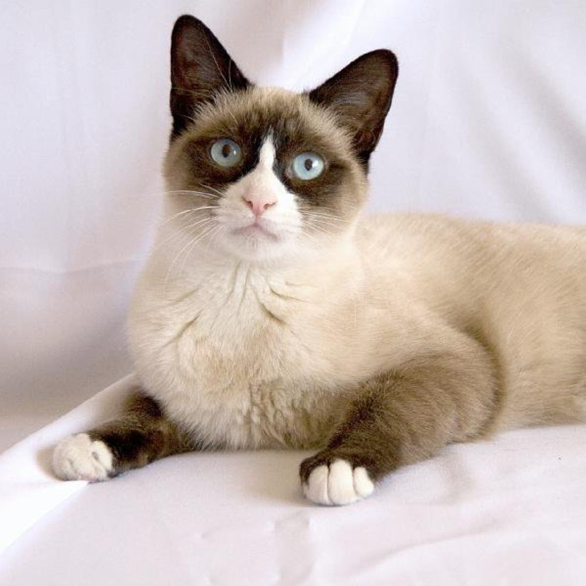Snowshoe cat with seal point markings and white paws