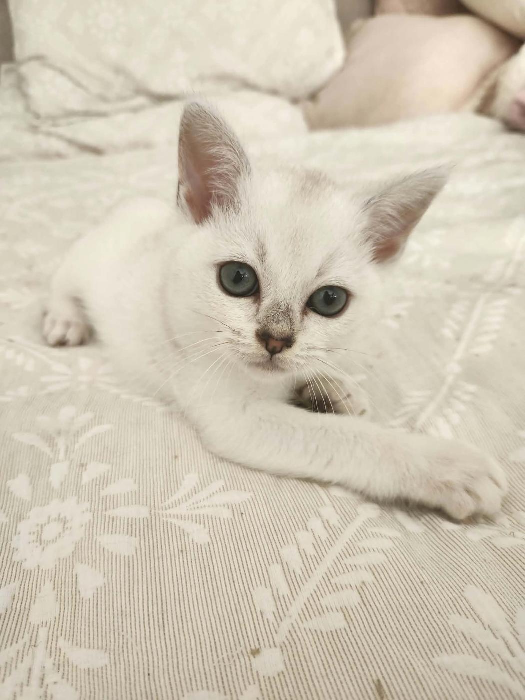 Burmilla kitten