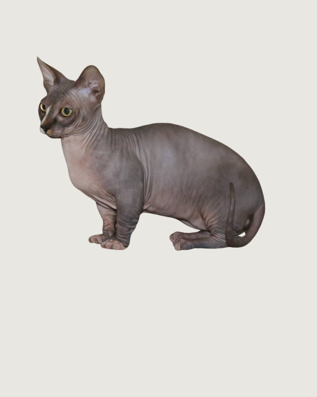 Hairless short-legged Bambino cat (Ryder, Nudy Booty)