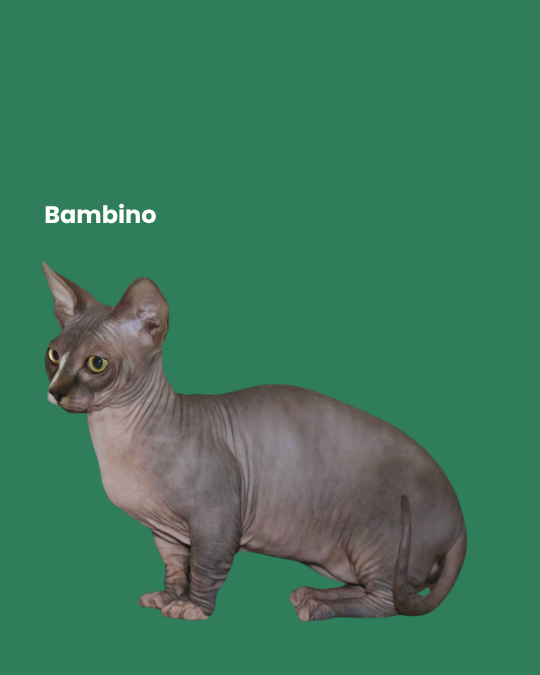 Bambino