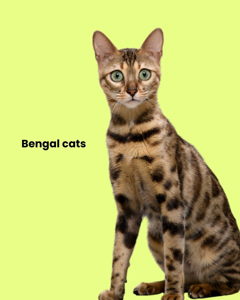 Bengal cat