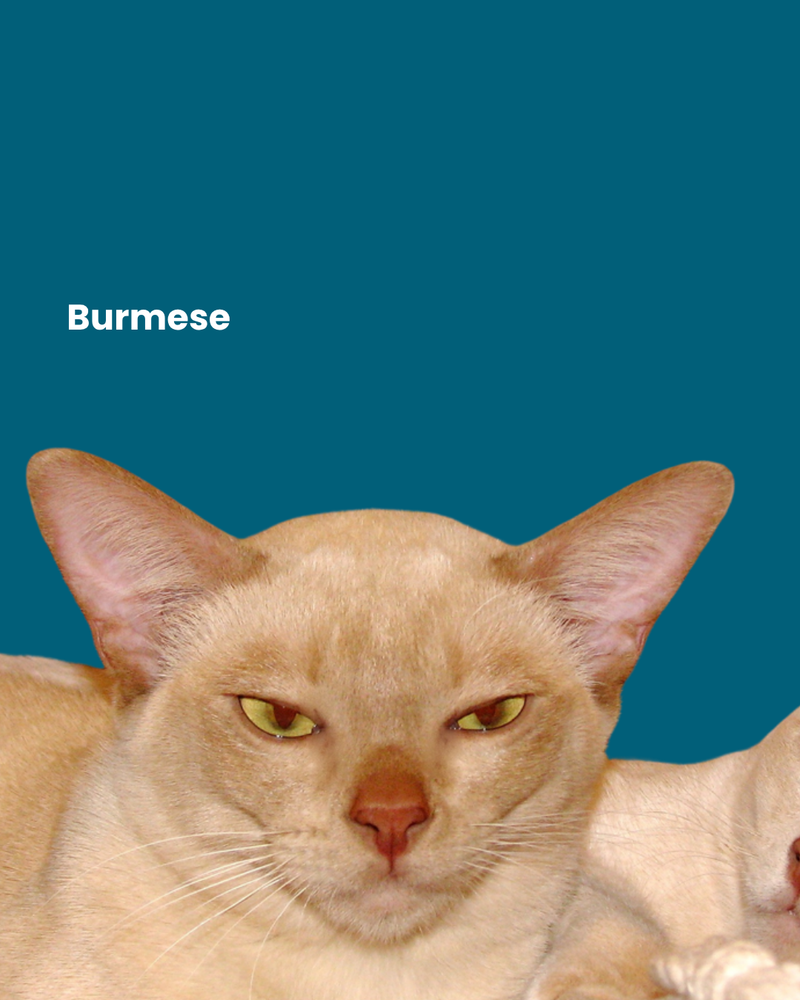 Burmese cat