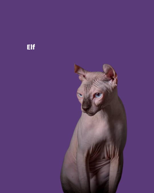 Elf