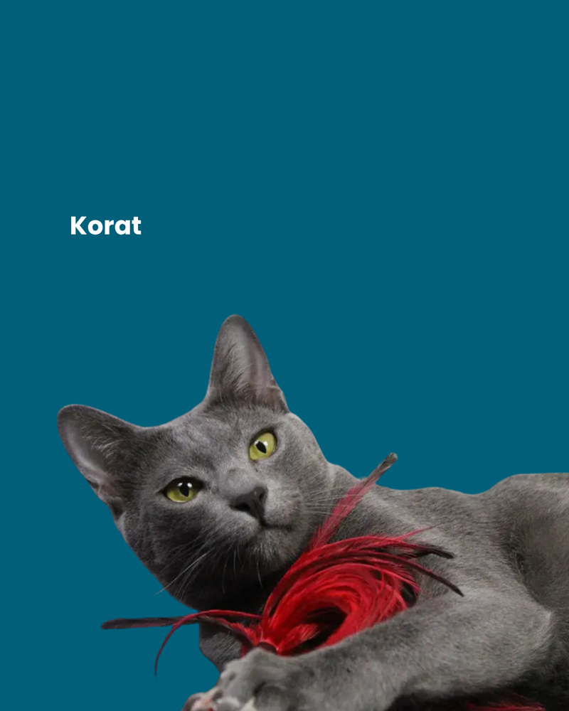 Korat
