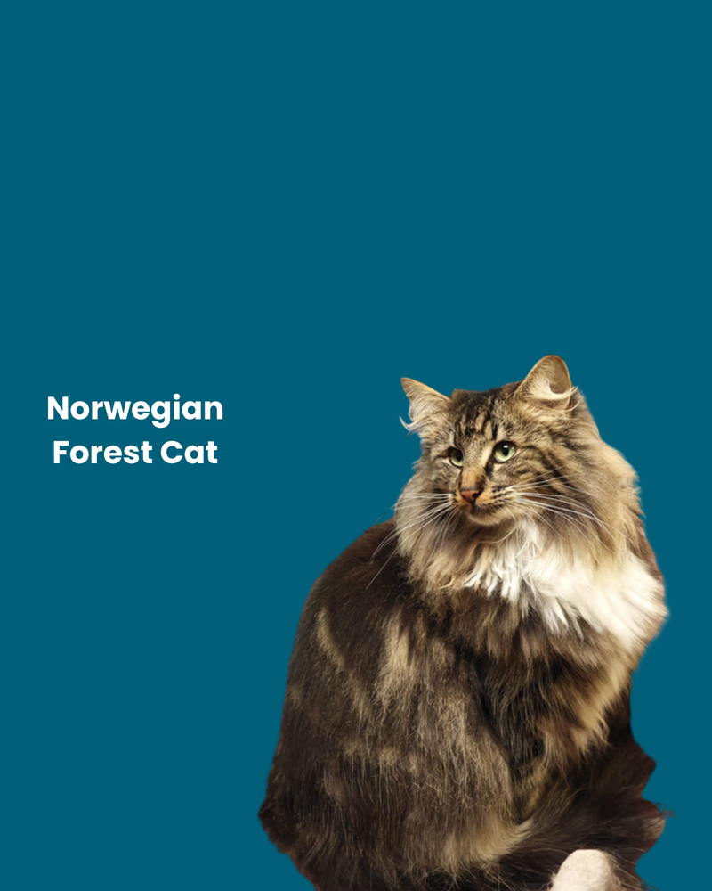Norwegian Forest Cat
