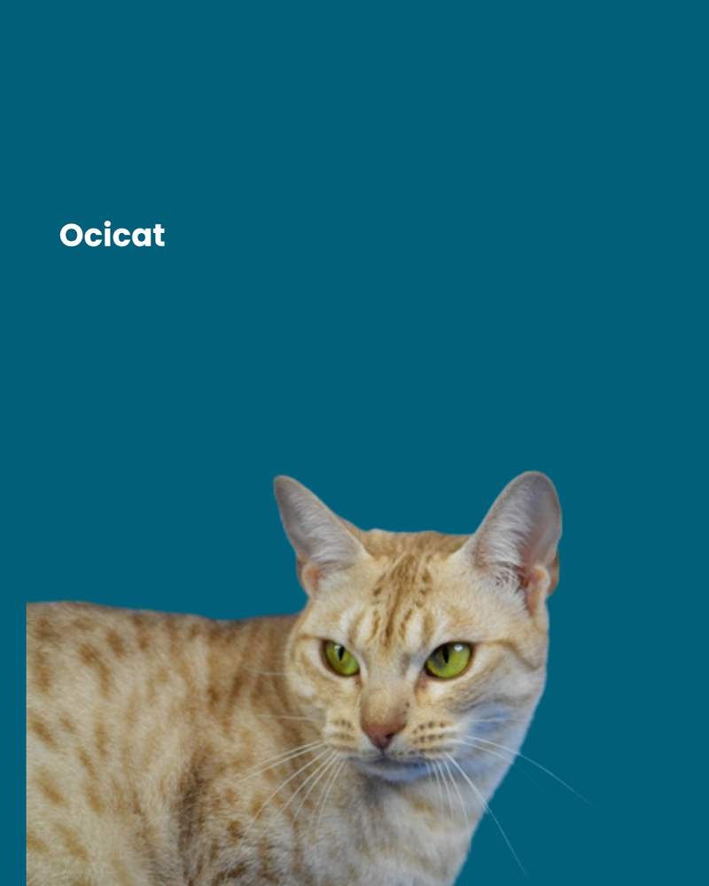 Ocicat