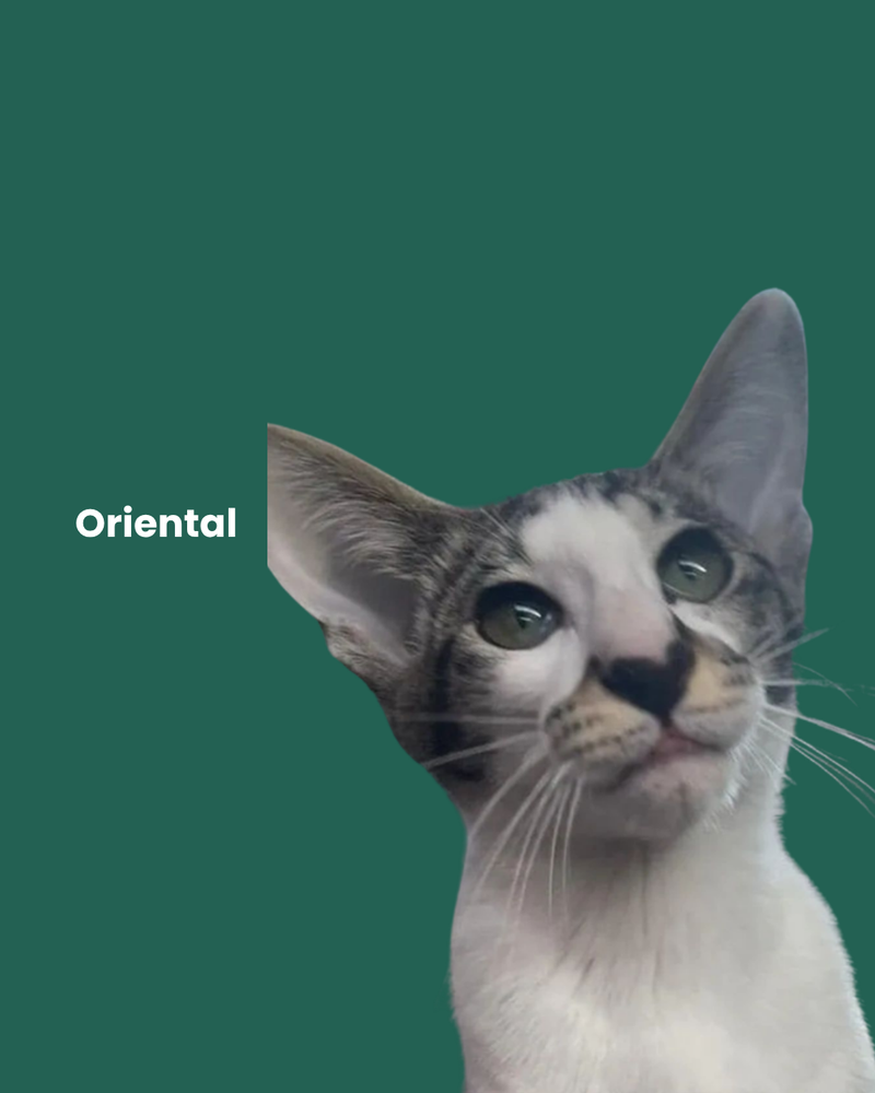 Oriental